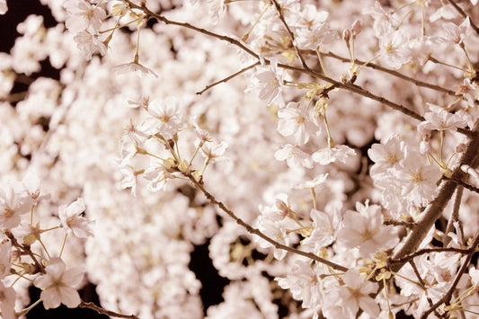 Dónde ver las flores de cerezo en Seúl: Guía para tu experiencia inolvidable